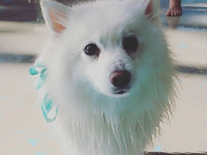 Spica（スピカ）