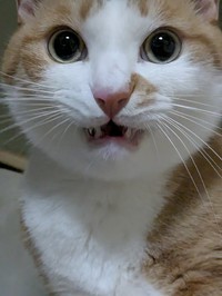 「飼い主の邪魔が生きがい」（ふみさん提供）