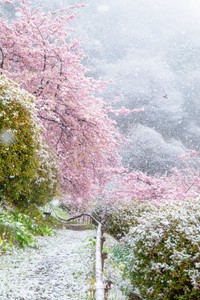ピンクの花に降り積もる白い雪（画像提供：スカーレット@Photoさん）