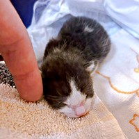 保護時、驚くほど小さかったこはるちゃん（画像提供：T&A&Fさん）