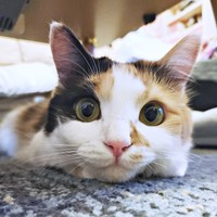 きゅるんとした瞳が魅力的なみこちゃん（画像提供：方原 刺繍屋かたはらさん）