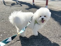 お散歩を楽しむぴぷすくん（画像提供：しろいぬ（ぴぷす）さん）