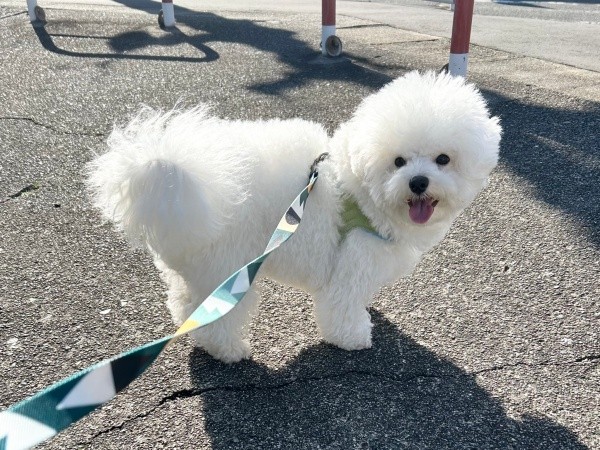 お散歩を楽しむぴぷすくん（画像提供：しろいぬ（ぴぷす）さん）