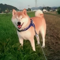 先代犬のウィッシュくん。柴犬に多い緑内障で失明した後もずっと可愛くてお散歩が大好きだったそう（画像提供：柴犬ウィッシュ&柴犬ホップさん）