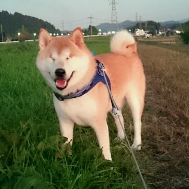 先代犬のウィッシュくん。柴犬に多い緑内障で失明した後もずっと可愛くてお散歩が大好きだったそう（画像提供：柴犬ウィッシュ&柴犬ホップさん）