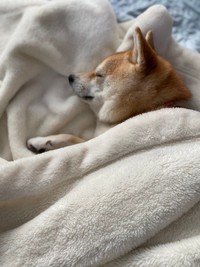 毛布に包まれてスヤァ…（画像提供：豆柴モモさん）