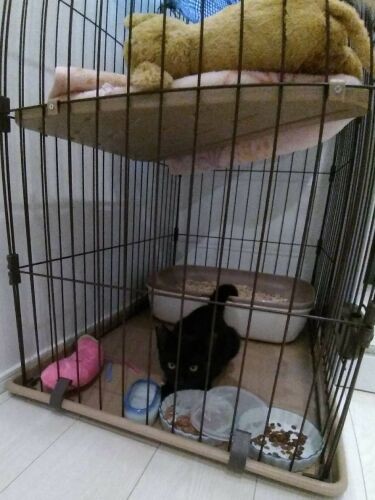 2020年9月、家に来て間もない頃。生後約6カ月で、今の半分くらいの大きさでした（Aさん提供）