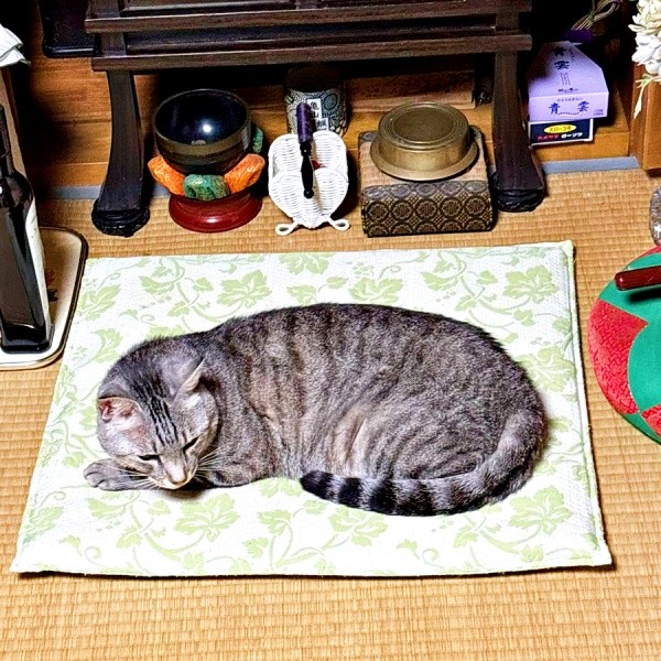 お父さんの命日、ずっと仏前で過ごしていたななちゃん（画像提供：KALEIDOSCOPE（カレイドスコヲプ）さん）