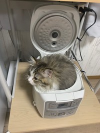 るぃさんちの猫ちゃん（提供画像）