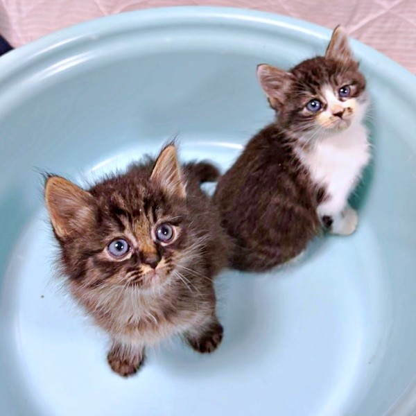 2026年6月21日にお迎え。翌日から少しずつおうちに慣れた（左から）ウタちゃん、エルちゃん（画像提供：飼い主さん）