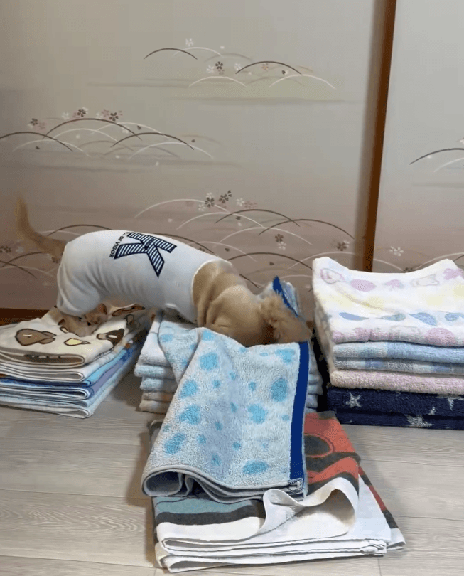  タオルが散らかるまで遊ぶ（ほんわか姉妹さん提供）