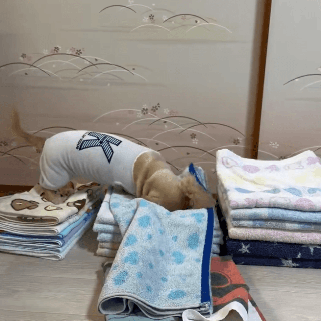  タオルが散らかるまで遊ぶ（ほんわか姉妹さん提供）