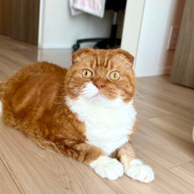 人見知りなし。スリスリ、なでなで大好きな右京くん（画像提供：shihoさん）