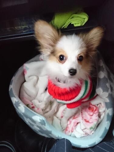 家にきたころの「ベル」