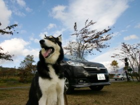 ドライブで犬はどこに乗せている？　後部座席にした私の場合とその理由