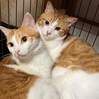 ピッタリ寄り添う兄妹（左がかりんちゃん、右がパインくん）