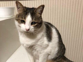 団地内で見つかった衰弱した子猫　迷わず自宅に連れ帰った