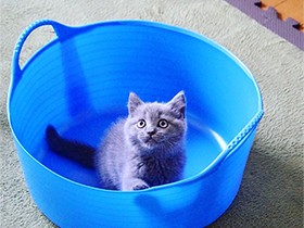 青い洗濯かごが大好き　似合うでしょ？ ブリショー「ロジカル」