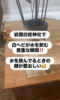 岩國白蛇神社で白ヘビが水を飲む貴重な瞬間とは…！？（「𝑺𝑯𝑼𝑵𝑺𝑲」さん提供、Instagramよりキャプチャ撮影）