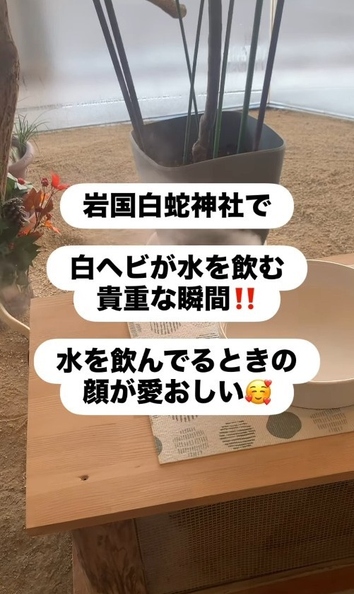 岩國白蛇神社で白ヘビが水を飲む貴重な瞬間とは…！？（「𝑺𝑯𝑼𝑵𝑺𝑲」さん提供、Instagramよりキャプチャ撮影）