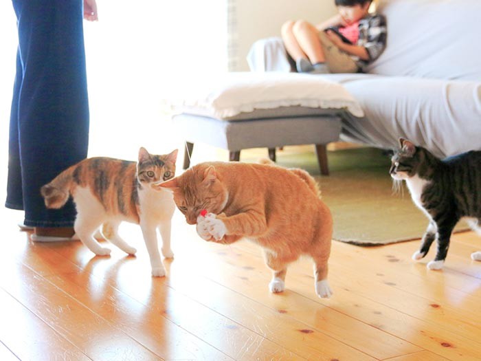 トロのアタック！