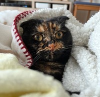 毛布でぬくぬく中