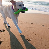 おもちゃをくわえて走るまる子ちゃん（画像提供：ラブラドールのコナまる子さん）