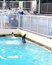 柵を見上げているコエルちゃん（画像提供：Suunoさん）