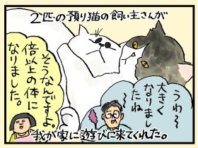 猫姉妹 サヨナラから一転、家族に やっぱ、猫じゃけぇ(37)