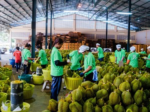 ドリアン人気が中国で沸騰して東南アジアで起きたこと　「世界一臭い果物」の光と影