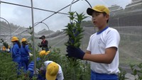 地元の小学生が体験　新見市で栽培されたリンドウの収穫作業　岡山