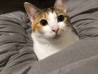 すっかり美猫に成長したセルジオ悦子ちゃん（画像提供：セルゥゥゥゥァァァァァさん）