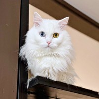 「どすこい座り？」 飼い主さんを思わず笑わせたベニまるくん（画像提供：ねこみ白書さん）