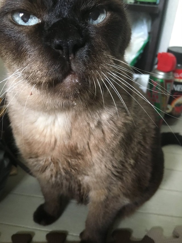 ヤンチャだった頃の面影がある＝turyさん（@tury21702354）提供