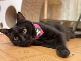 保護猫カフェが移転のためクラウドファンディングに挑戦中　移転先の地名は「猫実」