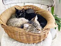 仲良くカゴの中でくつろぐ（奥）先住猫・ジジちゃん（手前）ルナちゃん（画像提供：なちゅふぉとさん）