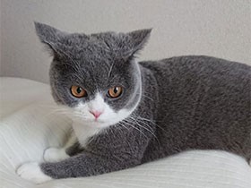 亡き愛犬が夢で訪れを告げた猫　ブリショの「コマさん」