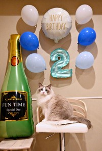 2歳の誕生日を迎えたシャルくん（画像提供：しゃるどねこさん）