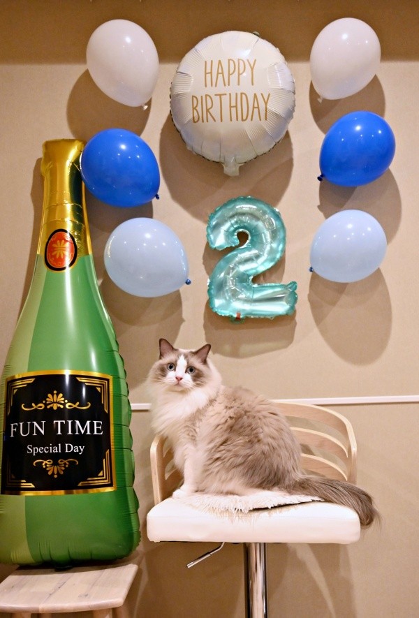 2歳の誕生日を迎えたシャルくん（画像提供：しゃるどねこさん）