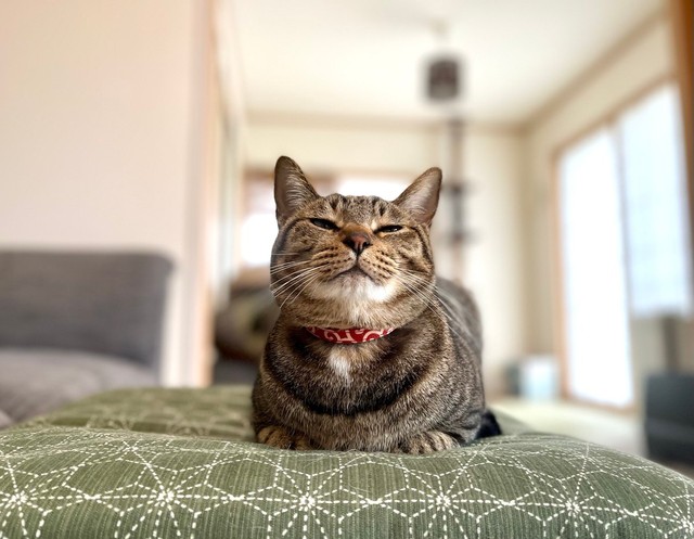 座布団が似合う猫、ふれあくん=ふれあとカン吉さん（@flare20200523）提供