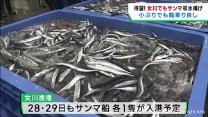 宮城・女川港にもサンマが初水揚げ　小ぶりでも脂が乗る