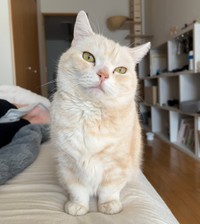 愛らしい表情が素敵なさくらちゃん（画像提供：さくらとかえでさん）