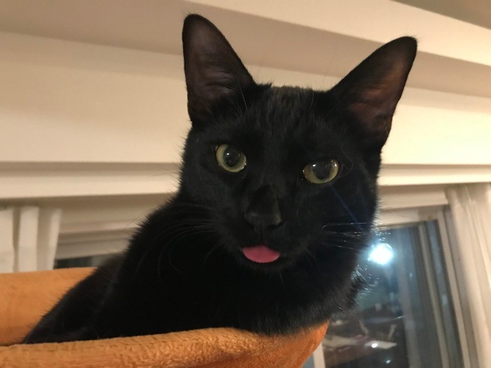 素直で甘え上手なフェスター