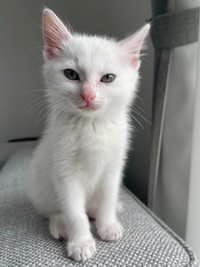 駐車場のボンネットから緊急保護。小さかったボンちゃん（画像提供：ボンさん）
