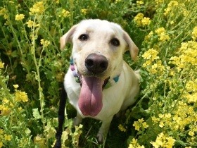 ６つあったはずの卵サンドが４つに　驚くほどきれいに盗み食いしたラブ「やつはし」