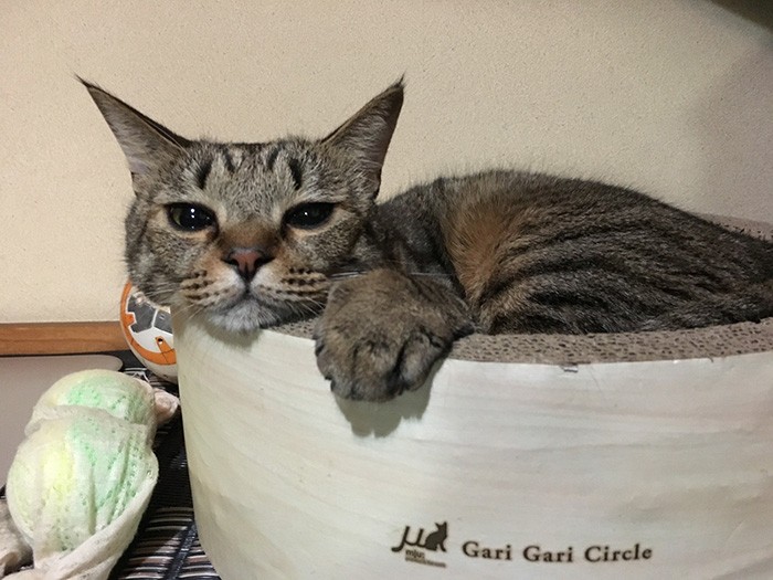 まったりにゃ～