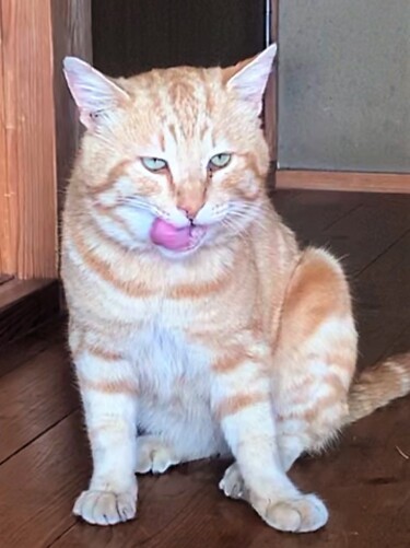 判澤家の寅次郎、5歳（判澤さん提供）