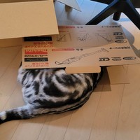 入り切れないにゃ＝わらよも！アメショわらび&スコよもぎ(Warabi & Yomogi)さん（@WarabiSuperCat）提供

