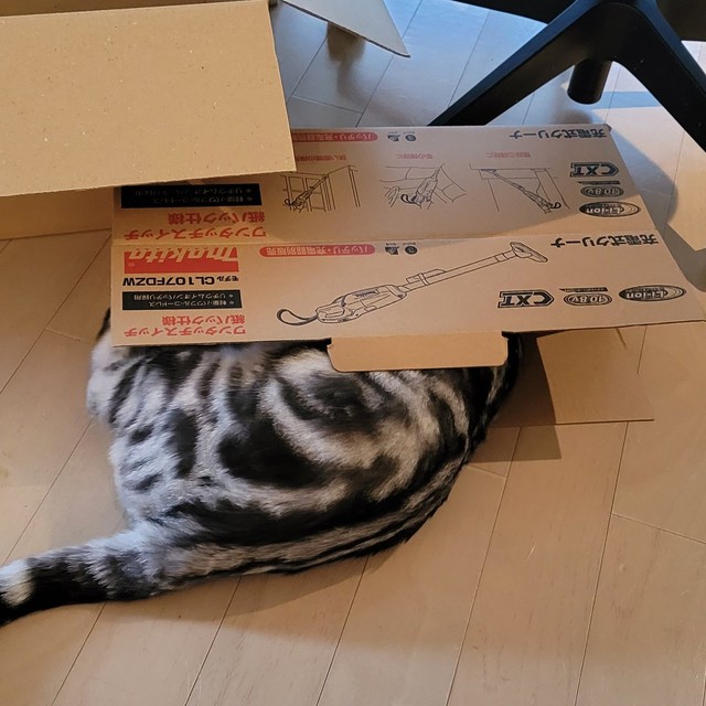 入り切れないにゃ＝わらよも！アメショわらび&スコよもぎ(Warabi & Yomogi)さん（@WarabiSuperCat）提供
