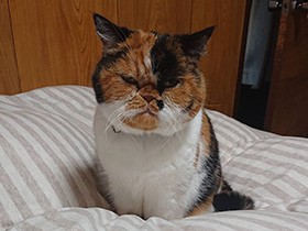 Stay Home！ニャンコとお昼寝できる幸せを スコ「花」